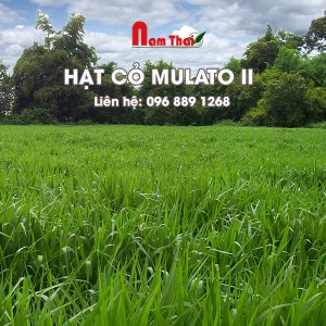 Giống cỏ Mulato II